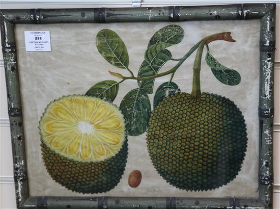 Captain E.A. McCurdy (19th C.) Botanical studies of Indian fruits 11.5 x 15in., housed in hand painted simulated bamboo frames